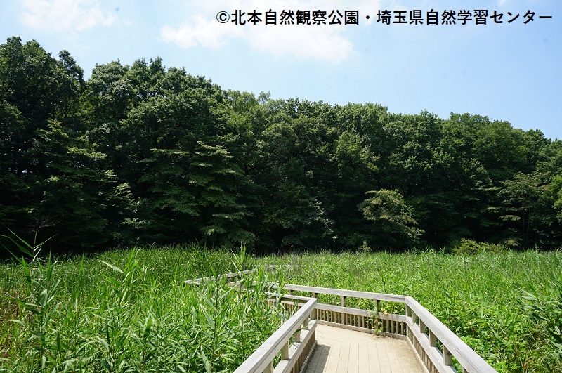 埼玉自然学習センター北本自然観察公園